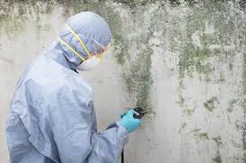 Best Attic Mold Removal  in Ellport, PA